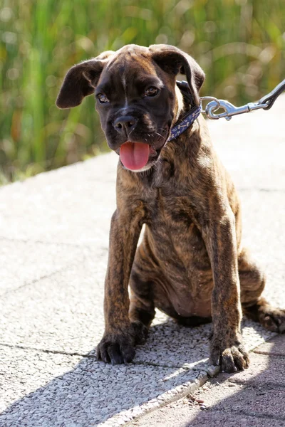 Şirin Kahverengi Boxer Köpek Fotoğrafı — Stok fotoğraf