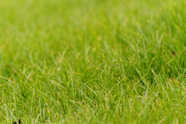 Yeşil çim - soyut fotoğraf