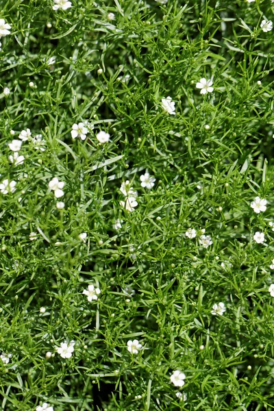 Foto Lobularia Maritima Especial Fragante —  Fotos de Stock