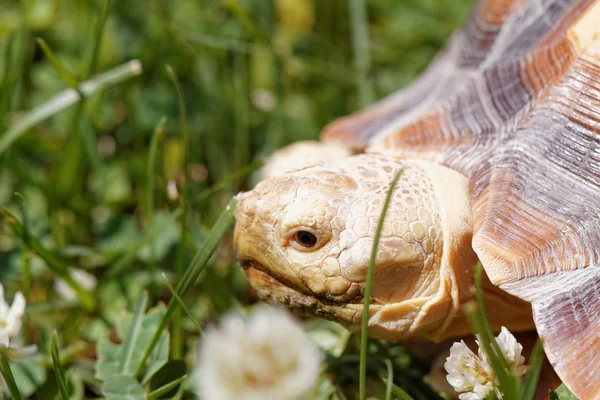 Cute Turtle Crawling Green Grass — Stock Photo, Image