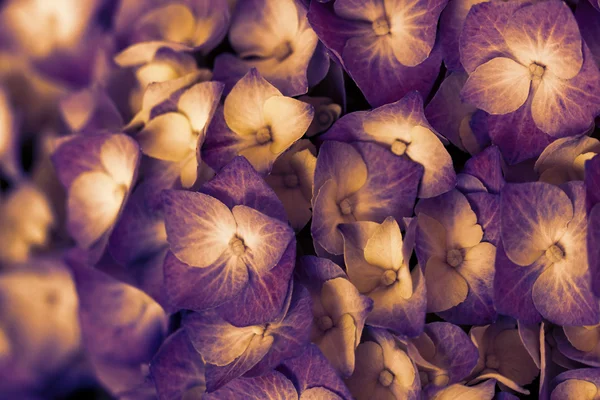 Foto Cerca Hermosa Colorida Hortensia — Foto de Stock