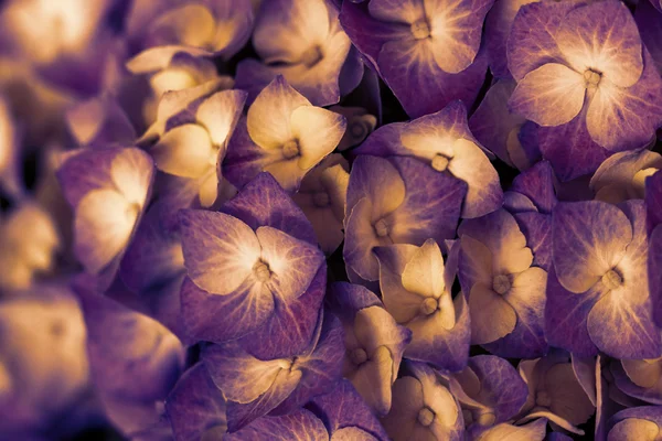 Nahaufnahme Der Schönen Und Farbenfrohen Hortensie — Stockfoto