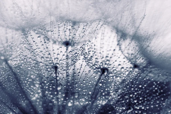 Abstract Macro Foto Van Paardebloem Zaden Met Water Drops — Stockfoto