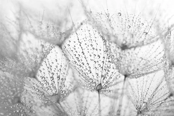 Абстрактне Макро Фото Насіння Кульбаби Краплями Води — стокове фото