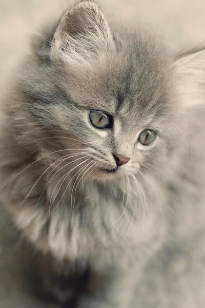 Gatinho cinzento bonito — Fotografia de Stock