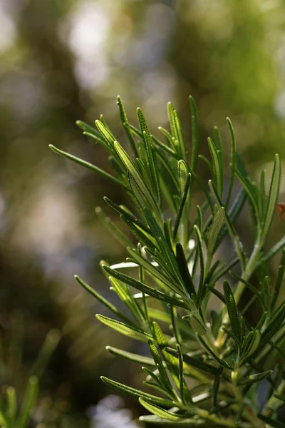 Rosemary - abstract photo — Stock Photo, Image