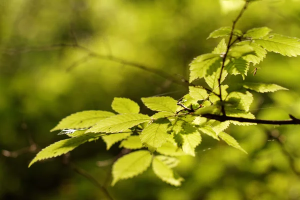 Green leaf - abstract photo — Stock Photo, Image