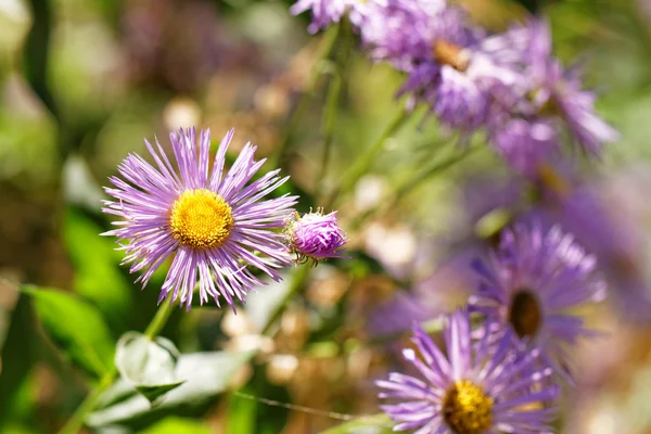 Beaucoup Fleurs Violettes Dans Jardin — Photo