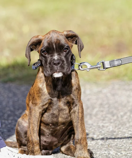 Симпатичная боксерская собака — стоковое фото