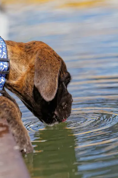 Niedlicher Boxerhund — Stockfoto