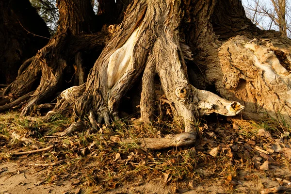 Photo Racine Ramifiée Arbre Dans Forêt — Photo