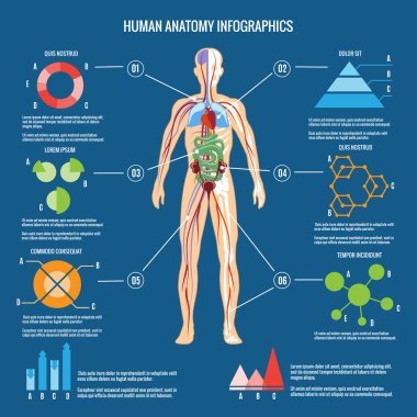 Human Body Anatomy Infographic Design