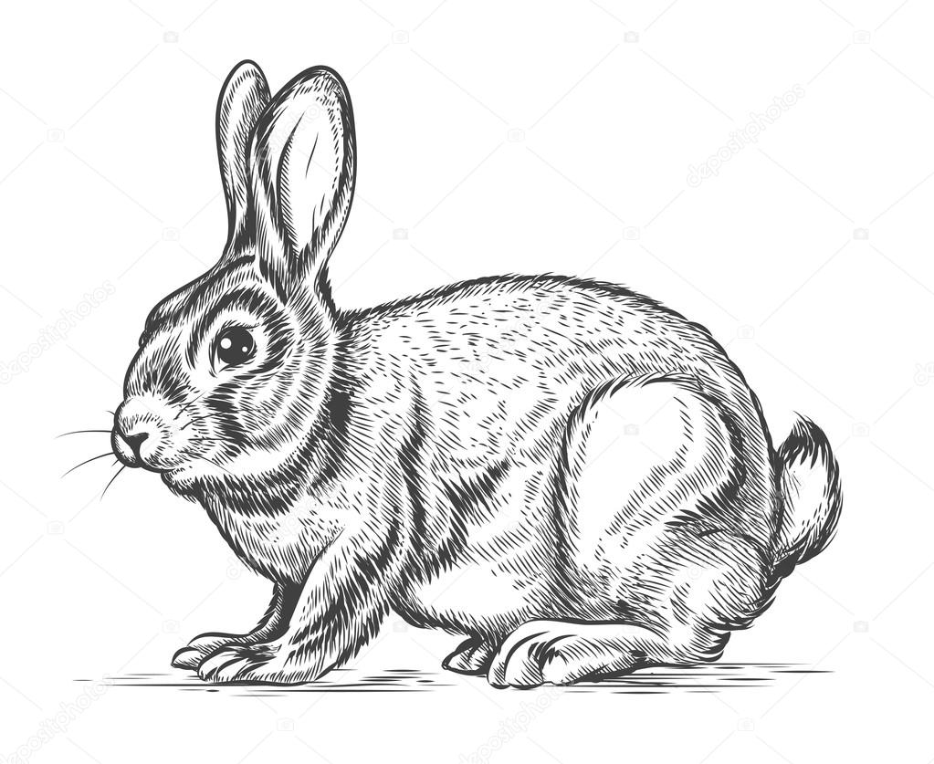 Hand drawn vector rabbit in engraving style — Stockvector © MSSA #86022546