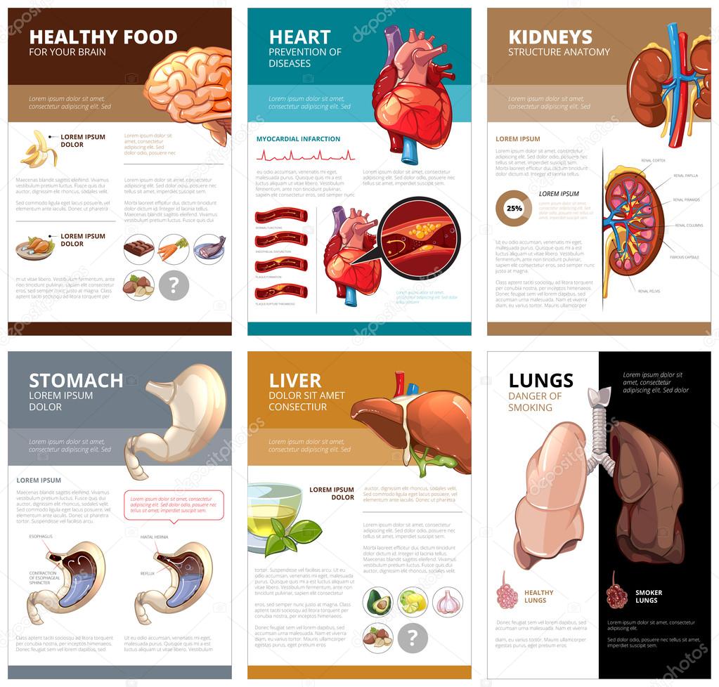 Internal human organs chart diagram infographic. Vector brochure