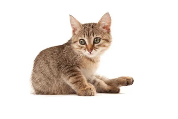 Picture of green eyes kitten — Stock Photo, Image