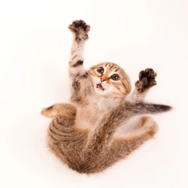 Picture of scared kitten — Stock Photo, Image