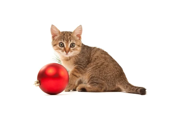 Katze mit Neujahrsball — Stockfoto