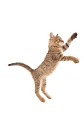 Picture of jumping kitten clipart