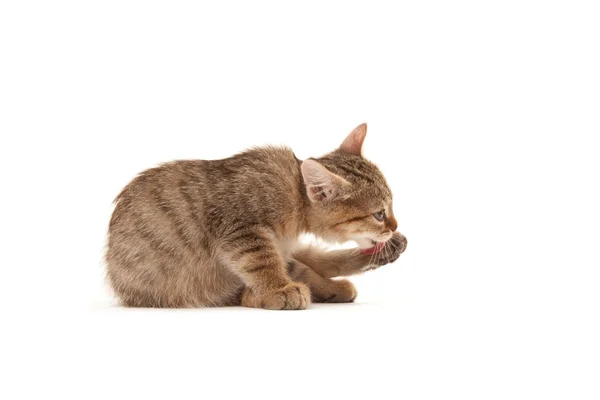 Котенок лежит на полу и моется в изоляции — стоковое фото