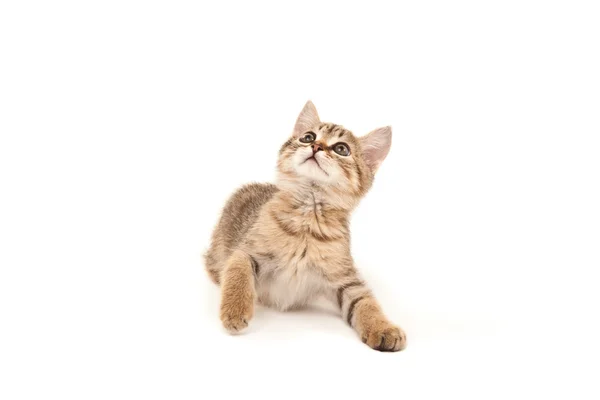 Kitten lying on the floor and looking up isolated — Stock Photo, Image