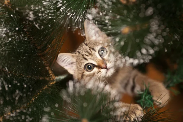 Katt klättring på ett träd — Stockfoto