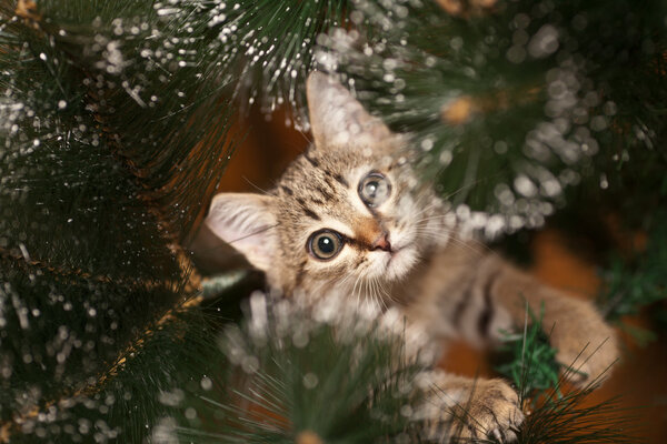 Кот залезает на дерево
