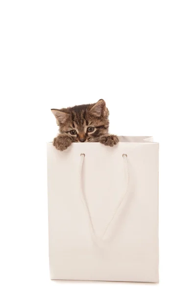 Kitten playing with white paper — Stock Photo, Image