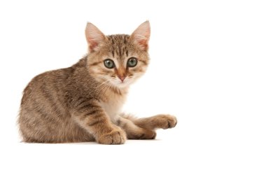 beyaz izole kedi resmi