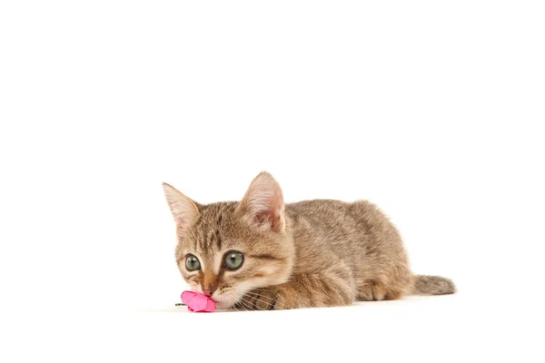 Bild eines verspielten Kätzchens mit rosa Papier — Stockfoto