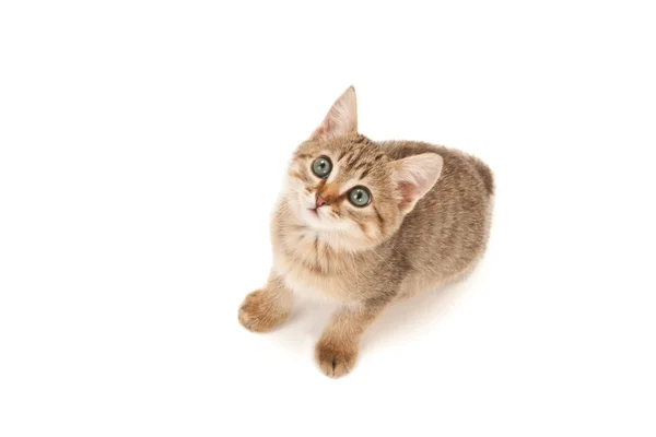 Kitten lying on the floor and looking up isolated on white — Stock Photo, Image