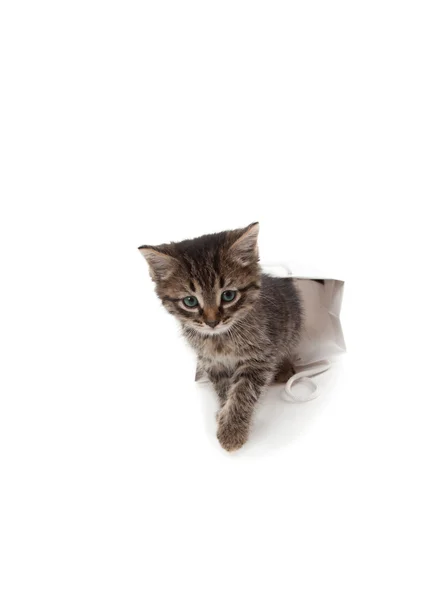 Beautiful kitten playing with white paper — Stock Photo, Image