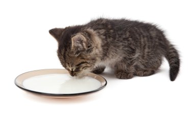 Sevimli küçük yavru kedi yalama süt