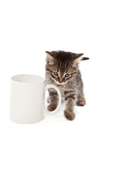 Cute kitten in white cup isolated — Stock Photo, Image