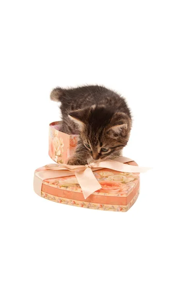 ハート型の箱で面白い子猫 — ストック写真