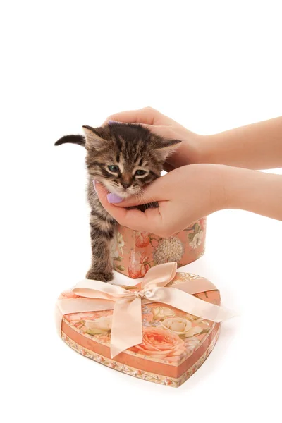Kvinnans händer med söt kattunge i hjärtformade låda — Stockfoto
