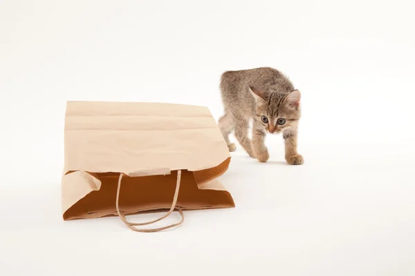 Hermoso gatito jugando con papel — Foto de Stock