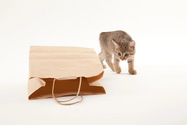 Chat Debout Images Libres De Droit Photos De Chat Debout Depositphotos