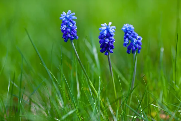 Picture of muscari with green grass — Stock Photo, Image