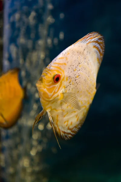 Diszkosz trópusi halak — Stock Fotó