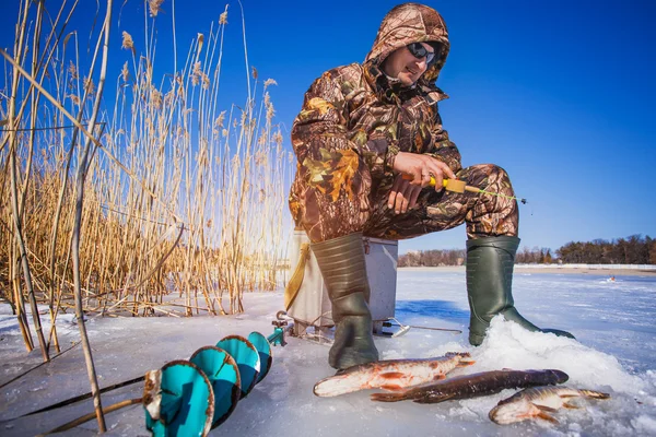 Ice fisherman with pike caught on a tip up Stock Image