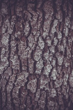 Eski ahşap doku arka plan deseni