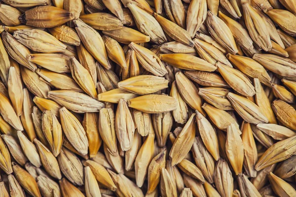 Barley grain background from the top close up — Stock Photo, Image