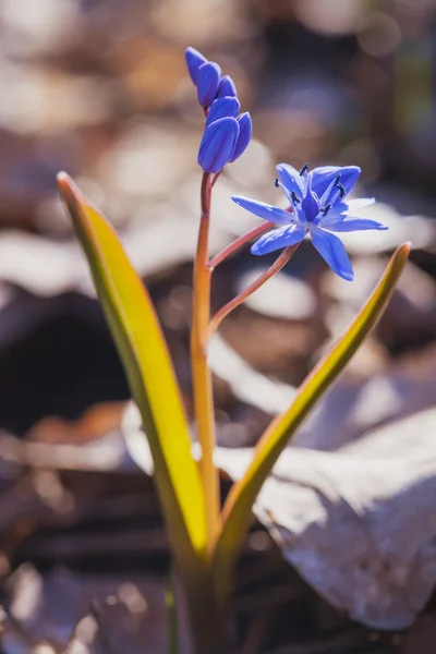 Hermosas flores azules de primavera. caida de nieve — Foto de Stock