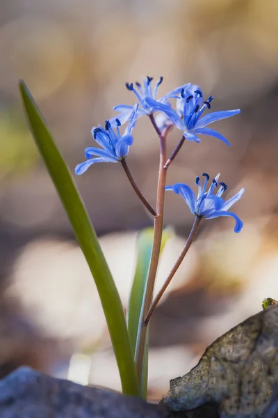 Hermosas flores azules de primavera. caida de nieve — Foto de Stock