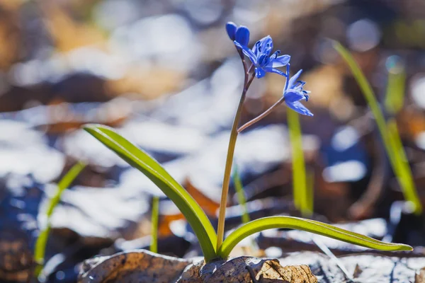 Hermosas flores azules de primavera. caida de nieve — Foto de Stock