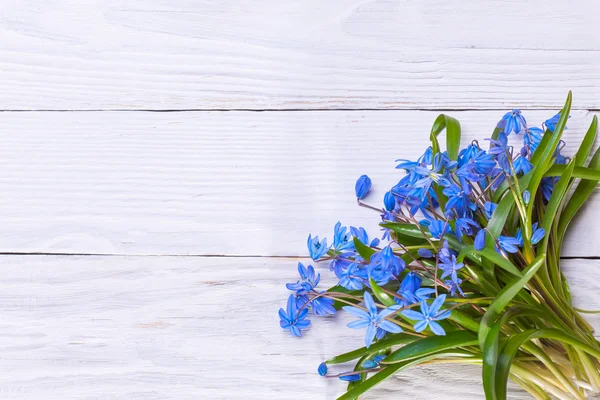 Stilleben med blå vårblommor — Stockfoto