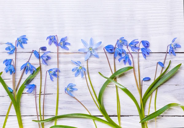 Stilleben med blå vårblommor — Stockfoto