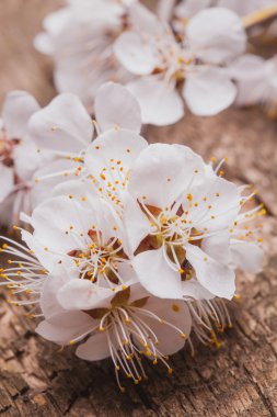 ahşap arka plan üzerinde bahar çiçeği