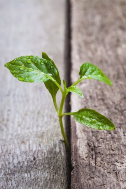 ahşap yerde çimlenme Filiz