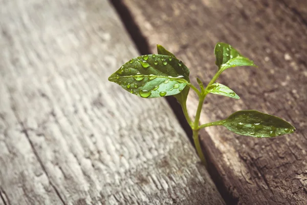 ahşap yerde çimlenme Filiz